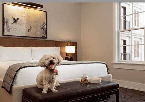 pet friendly hilton hotels|15 Hilton Hotels that Offer Pet Menus .